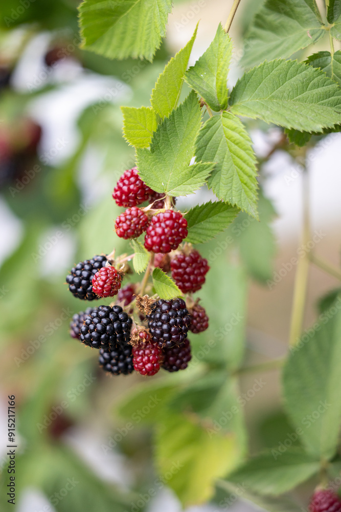 Branch with ripe blackberries close-up Branch with ripe blackberries close-up