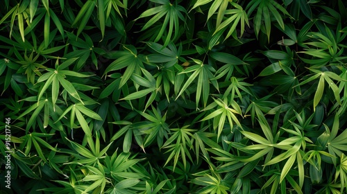 A close-up view of a dense thicket of bamboo leaves, bathed in the warm light of the sun. The leaves are a vibrant green, with some showing a darker, almost emerald, hue. The sunlight creates a dapple