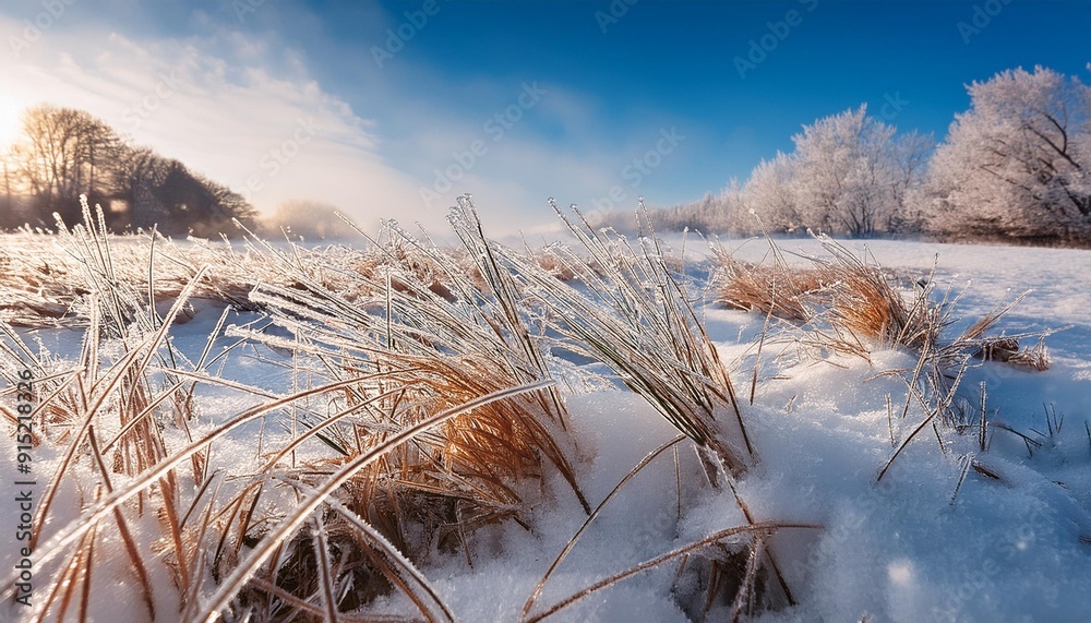 Fototapeta premium Ice-covered grass in snowy field