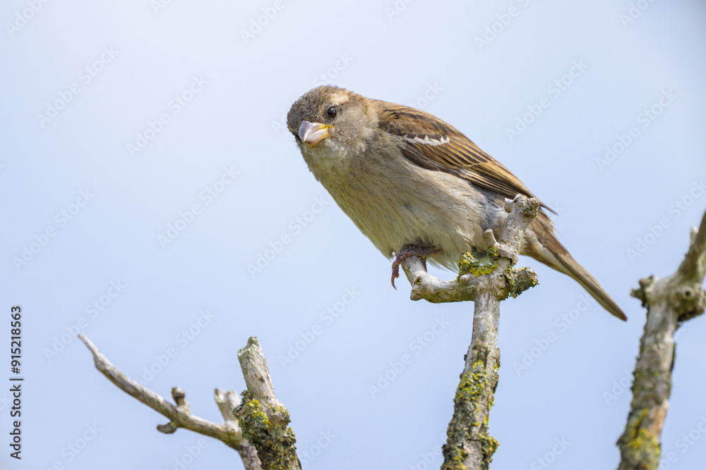 A female House Sparrow sitting on a twig A female House Sparrow sitting on a twig