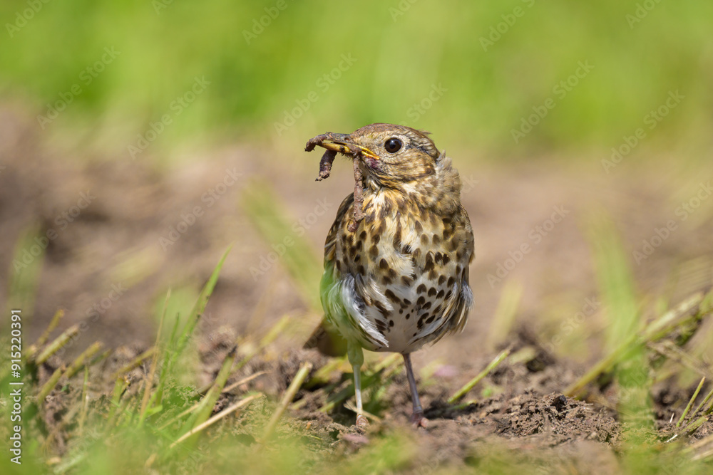 A Song Thrush looking for food on the ground A Song Thrush looking for food on the ground