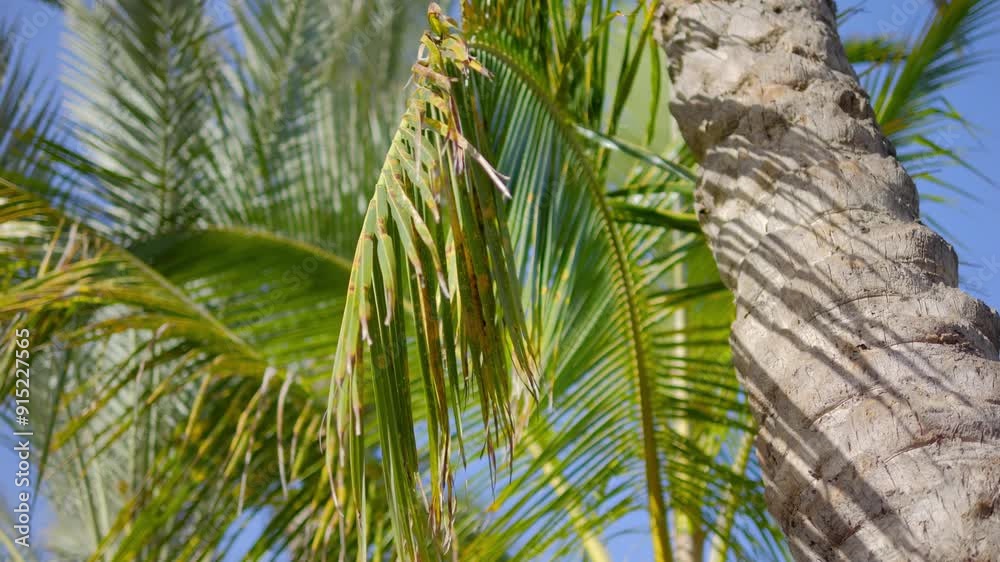 Close-up of palm leaves on a sunny day with the sky in the background in 4k slow motion 120fps Close-up of palm leaves on a sunny day with the sky in the background in 4k slow motion 120fps