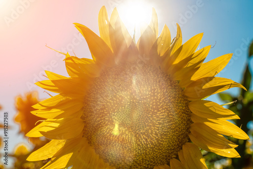 Half of a sunflower flower against a blue sky. The sun shines through the yellow petals. Agricultural cultivation of sunflower for cooking oil.