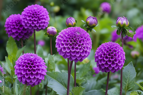 Exquisite Purple Ball Dahlias Standing Tall in Lush Garden, Perfect Bloom Display
