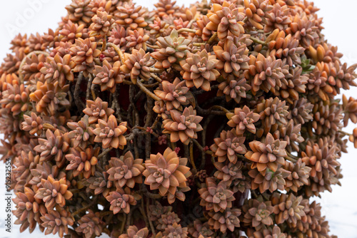 Graptopetalum photo