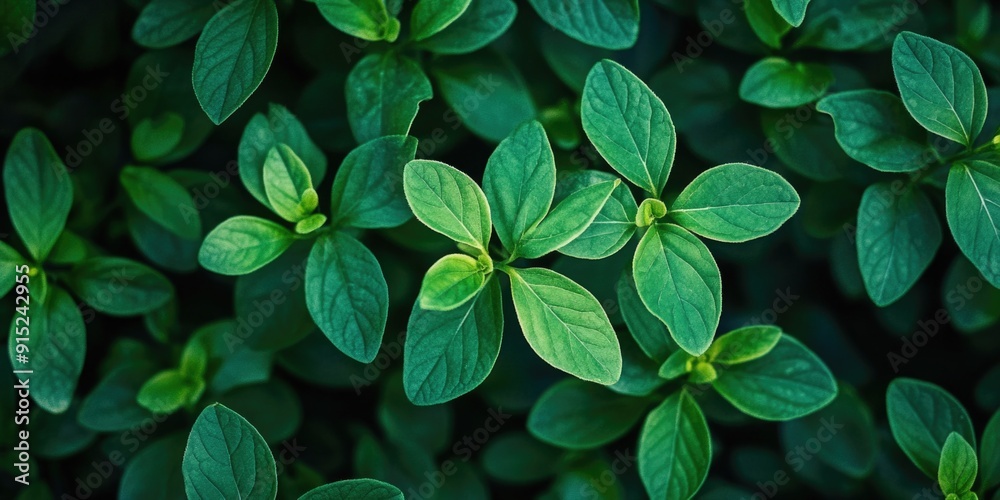 Close-up of green leaves Close-up of green leaves