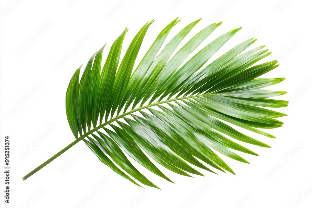 Fototapeta premium Single Palm Leaf Isolated on White Background
