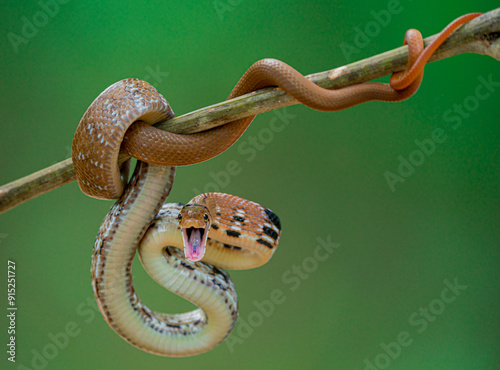 Vászonkép Copper-headed trinket snake