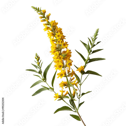 Goldenrod, beautiful flower