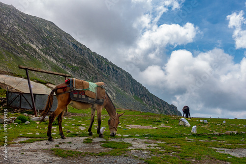 Mountain Horses and Mules Grazing in Higher Himalayas, Himachal Pradesh photo