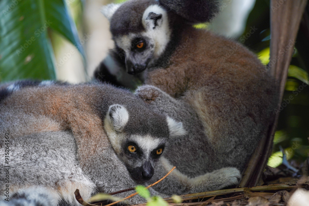 Fototapeta premium Pair of ring-tailed lemurs cuddling together in a forest, close-up wildlife portrait