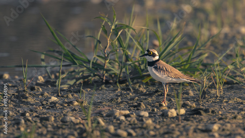 Little ringed plover bird