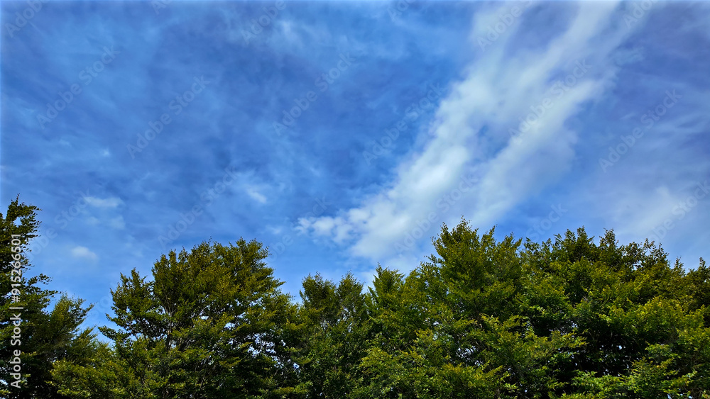 Green trees with summertime blue skies and clouds. Green trees with summertime blue skies and clouds.