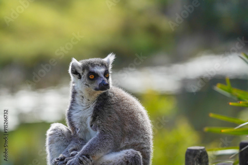 Ring-tailed lemur sitting on grass in sunlight, alert and looking back, wildlife portrait