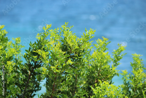 Green leaves and blue sea