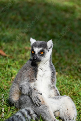 Ring-tailed lemur sitting on grass in sunlight, alert and looking back, wildlife portrait