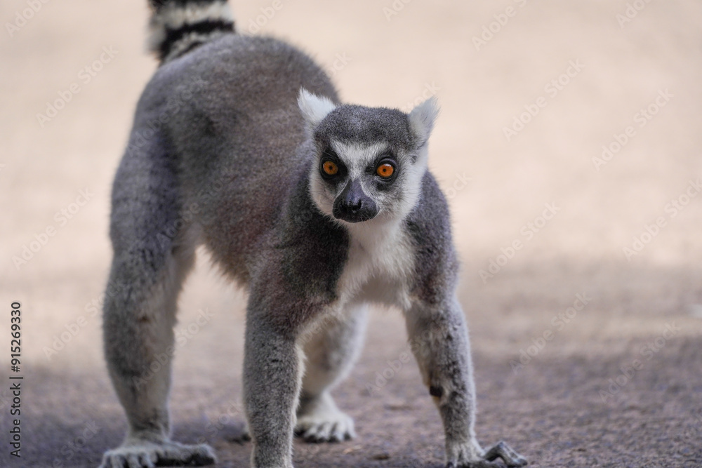 Fototapeta premium Ring-tailed lemur standing alert on a dirt path