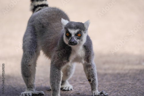 Ring-tailed lemur standing alert on a dirt path