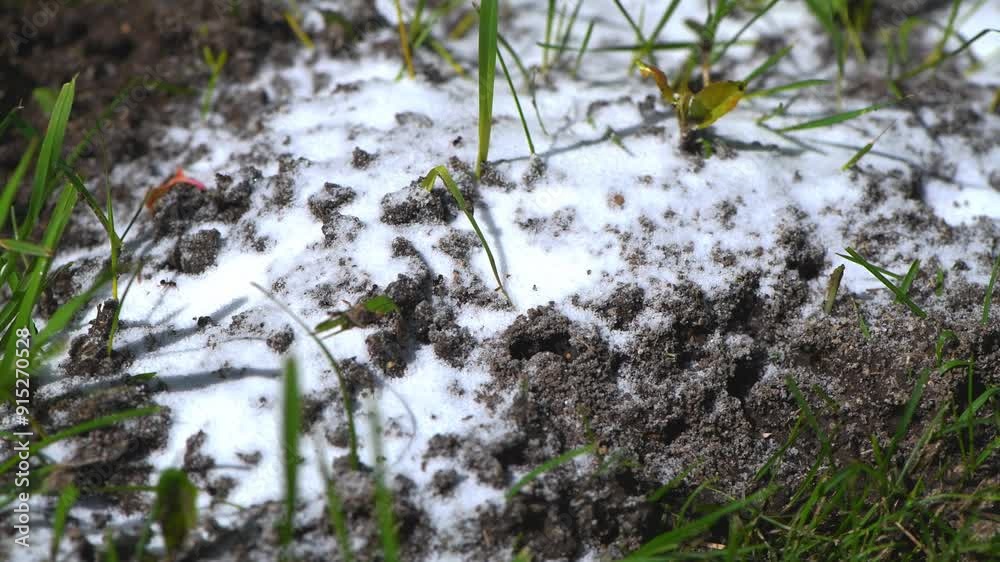 anthill sprinkled with soda, ant repellent, pest control in the garden anthill sprinkled with soda, ant repellent, pest control in the garden
