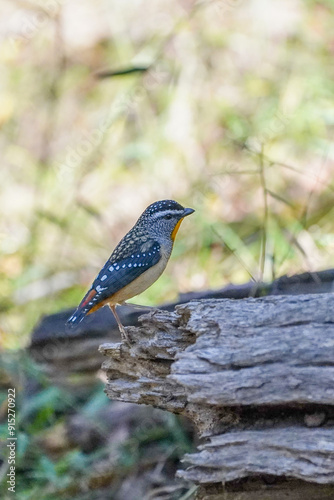 Spotted pardalote bird perched on a log in natural surroundings photo