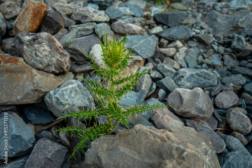 Cirsium Spinosissimum (Spiniest Thistle) on River Bed in Higher Himalayas, Himachal Pradesh photo