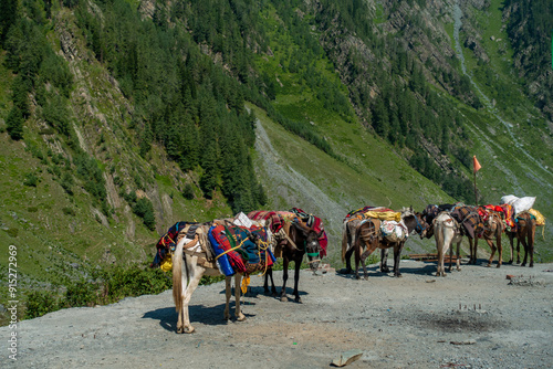 Mountain Horses and Mules with Saddle Bags on Cliff in Higher Himalayas, Himachal Pradesh photo