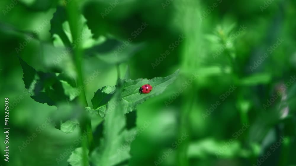 bright pink ladybug among green foliage, a species of ladybug psylloborus, helps in the fight against aphid pests bright pink ladybug among green foliage, a species of ladybug psylloborus, helps in the fight against aphid pests