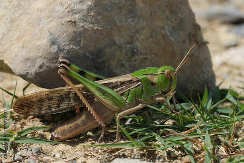 Closeup on a large green and black colored European European, Migratory Locust, Locusta migratoria, hiding from the sun behind a stone. photo