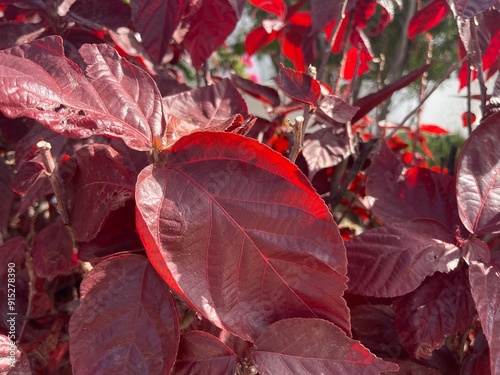 Dark red color leaves