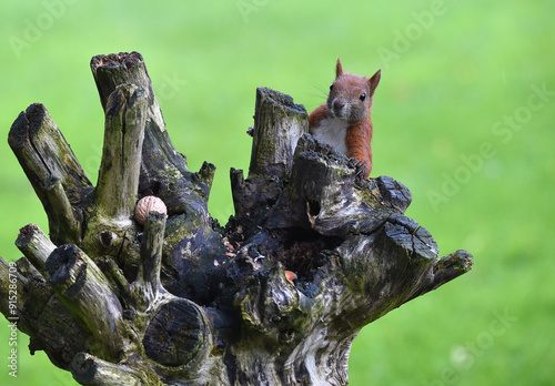 Eichhörnchen frisst Nüsse photo