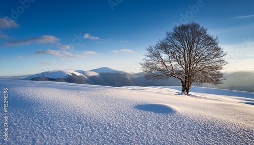 Snowy landscape with lone tree