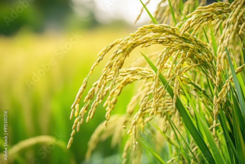 Close-Up of Lush Rice Plants in Sunlit Field