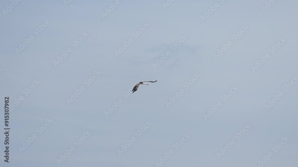 A white stork is flying in the blue sky with clouds. Wild nature. A white stork is flying in the blue sky with clouds. Wild nature.