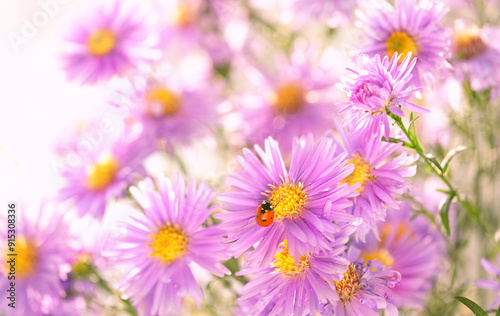 ladybug on gentle purple flowers close up, blurred floral background. elegant artistic image of wild nature. Beautiful scene with Michaelmas daisies, fall seasonal flowers