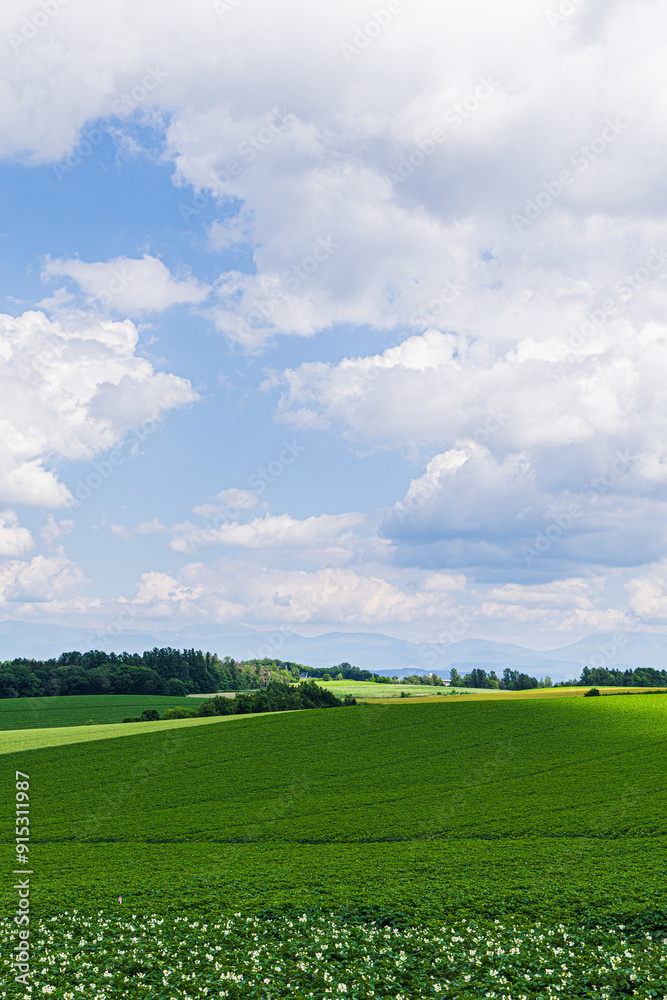 Fototapeta premium 田園風景