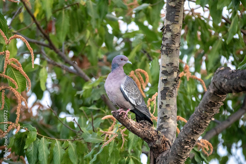 South American wild pigeon (Patagioenas picazuro) photo