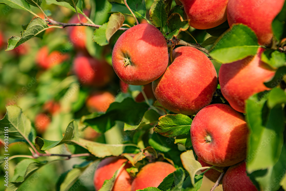 Ripe Red Apples Hanging on Tree Branch in Sunlit Orchard, Close-Up View of Fresh Organic Fruit Ready for Harvest in Autumn Season Ripe Red Apples Hanging on Tree Branch in Sunlit Orchard, Close-Up View of Fresh Organic Fruit Ready for Harvest in Autumn Season