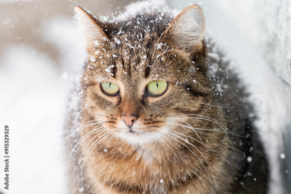 Snow-covered brown cat outside in winter Snow-covered brown cat outside in winter