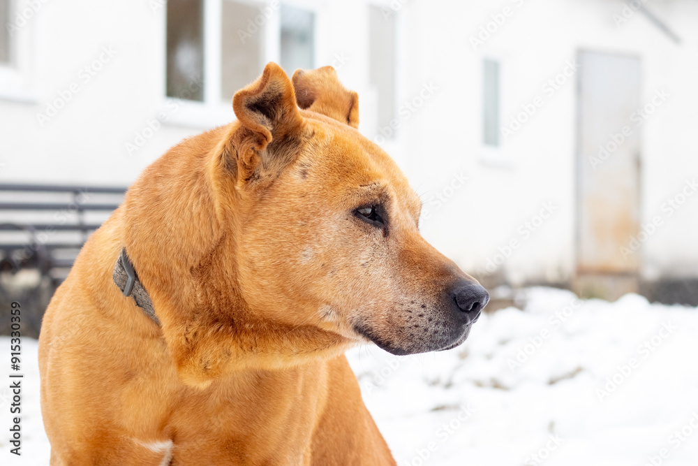 A brown dog of the pit bull breed in winter on the street against a background of snow A brown dog of the pit bull breed in winter on the street against a background of snow