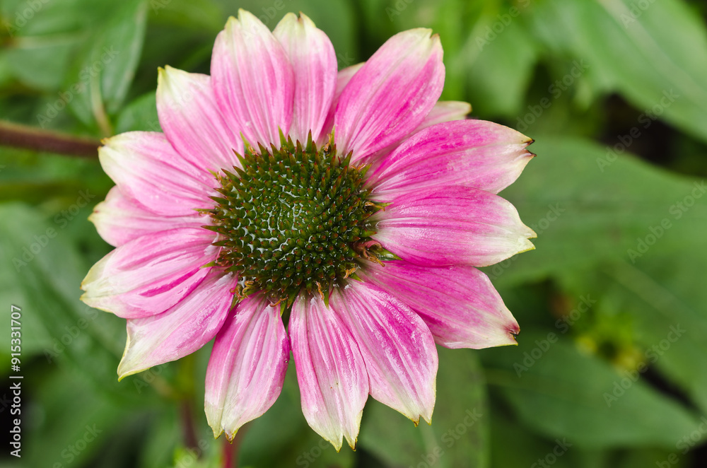 Close-up of a large roas flower of the genus Echinacea with gren leaves in the background. Close-up of a large roas flower of the genus Echinacea with gren leaves in the background.