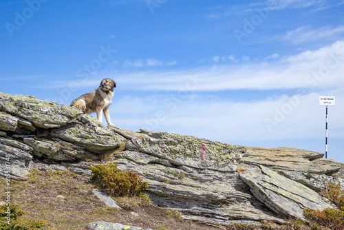 Dog on the rock in the mountains