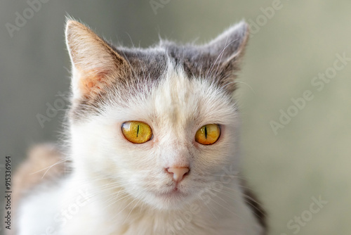 Close-up of a white cat with an attentive look in a room on a blurred background