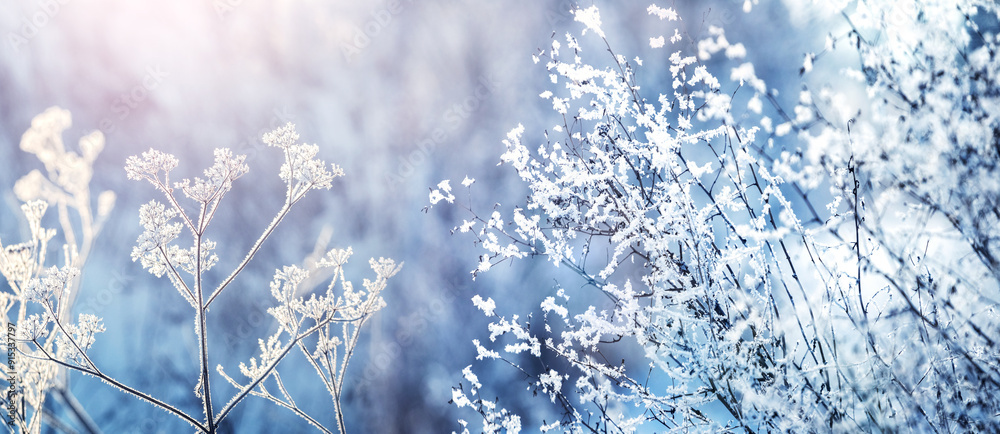 Frost covered plants in the forest on a blurred background in winter during sunrise Frost covered plants in the forest on a blurred background in winter during sunrise