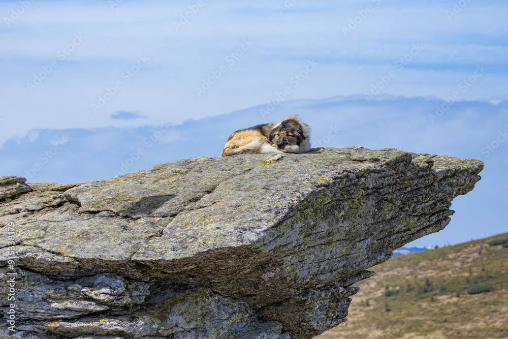 Fototapeta premium Dog on the rock in the mountains