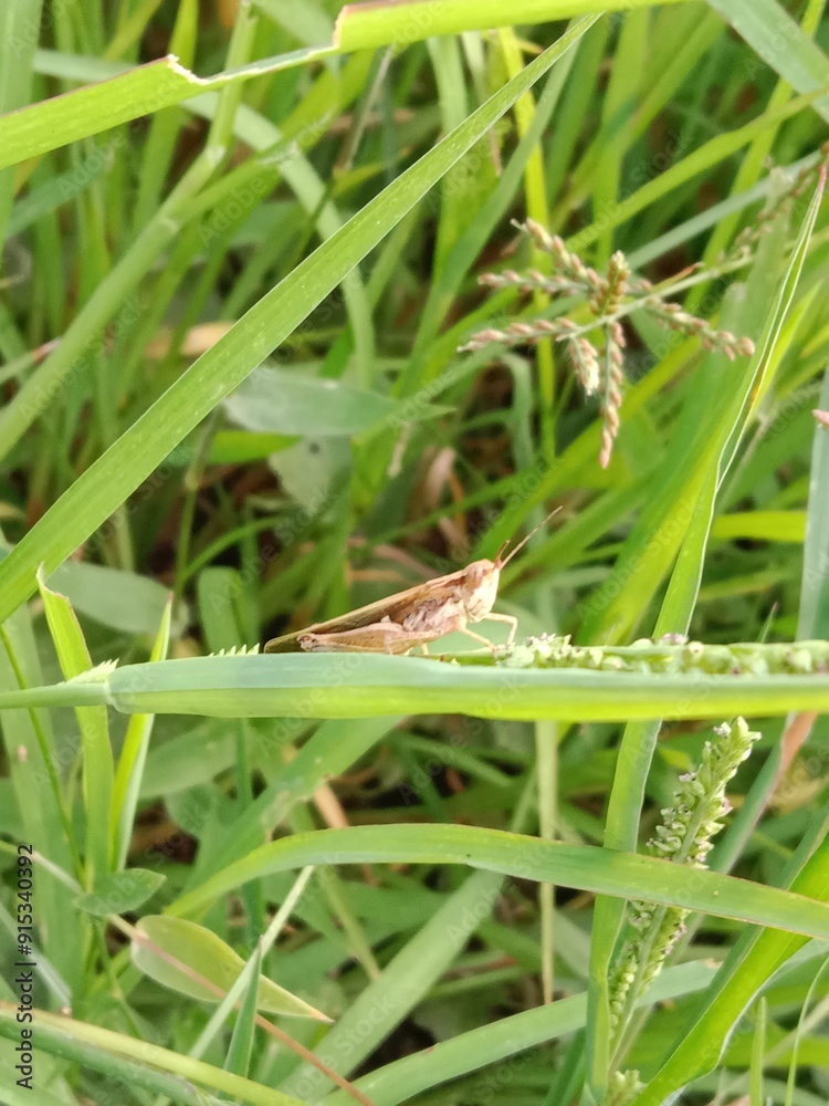 grasshopper sitting on green maize Leaf.Caelifera on leaf grasshopper sitting on green maize Leaf.Caelifera on leaf