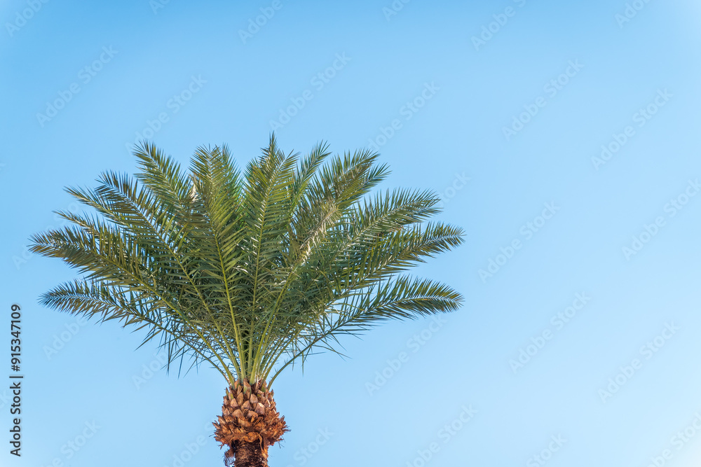 Palm tree with green leaves on blue background Palm tree with green leaves on blue background