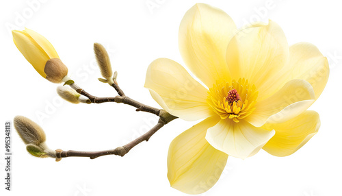 Yellow magnolia flower isolated on white background with full depth of field