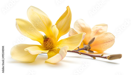 Yellow magnolia flower isolated on white background with full depth of field