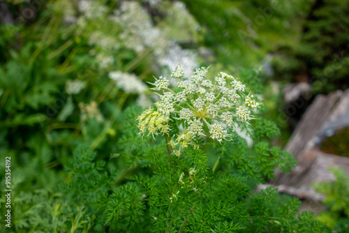 Ligusticopsis Wallichiana: Flowering Plant in Higher Himalayas, Himachal Pradesh photo