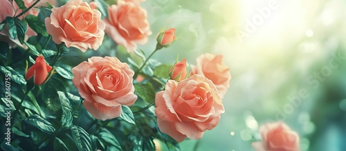 Beautiful blooming coral ro...